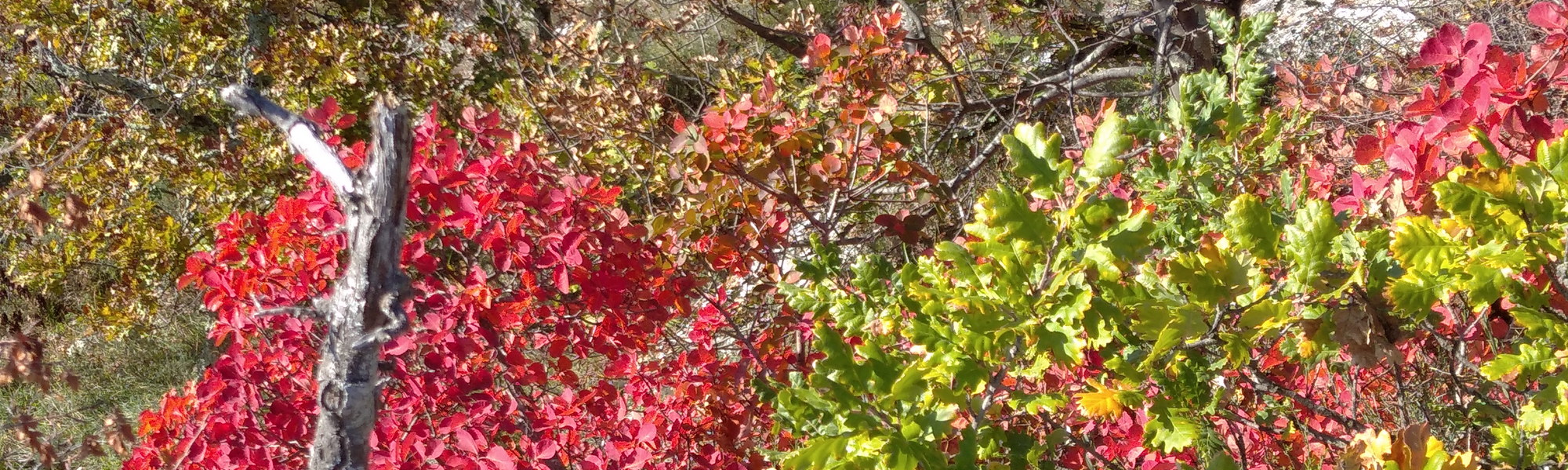 interso_ozadje_ruj_hrast